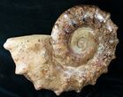 Massive Wide Ammonite Fossil - Madagascar #14917-3